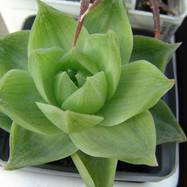 Haworthia planifolia var.agavoides Haworthia (Хавортия)