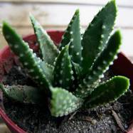 Haworthia pumila Haworthia (Хавортия)