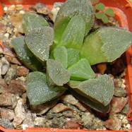 Haworthia pygmeae Haworthia (Хавортия)