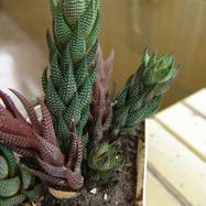 Haworthia reinwardtii Haworthia (Хавортия)