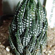 Haworthia reinwardtii var.kaffirdriftensis Haworthia (Хавортия)