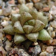 Haworthia reticulata Haworthia (Хавортия)