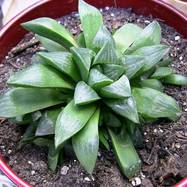 Haworthia retusa f.longebracteata Haworthia (Хавортия)