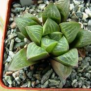 Haworthia retusa Haworthia (Хавортия)