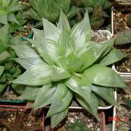 Haworthia retusa cv 'Grey ghost' Haworthia (Хавортия)