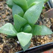 Haworthia retusa var.multilineata Haworthia (Хавортия)