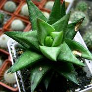 Haworthia x revendettii Haworthia (Хавортия)