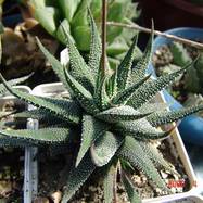 Haworthia sp. Haworthia (Хавортия)