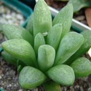 Haworthia rodinii Haworthia (Хавортия)