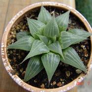 Haworthia sp. Haworthia (Хавортия)