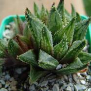 Haworthia sp. Haworthia (Хавортия)