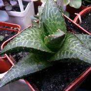 Haworthia tessellata Haworthia (Хавортия)