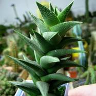 Haworthia tortuosa Haworthia (Хавортия)