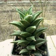 Haworthia tortuosa var.curta Haworthia (Хавортия)