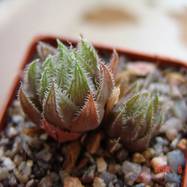 Haworthia translucens Haworthia (Хавортия)