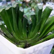 Haworthia truncata Haworthia (Хавортия)