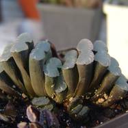 Haworthia truncata Haworthia (Хавортия)