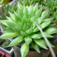 Haworthia vittata Haworthia (Хавортия)