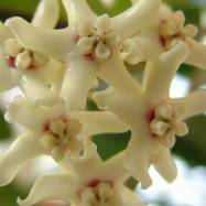 Hoya australis HOYA (ХОЙЯ)