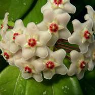 Hoya carnosa HOYA (ХОЙЯ)