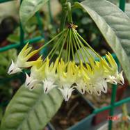 Hoya multiflora HOYA (ХОЙЯ)