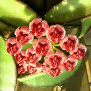 Hoya vayettii HOYA (ХОЙЯ)