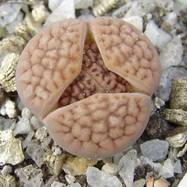 Lithops sp. LITHOPS (ЛИТОПС)