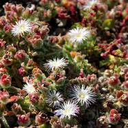 Mesembryanthemum crystallinum MESEMBRYANTHEMUM (МЕЗЕМБРИАНТЕМУМ)