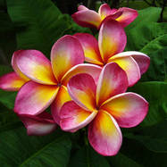 Plumeria PLUMERIA (ПЛЮМЕРИЯ)