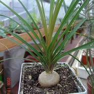 Nolina guatemalense Nolina(Dracaenaceae)