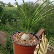 Nolina recurvata Nolina(Dracaenaceae)