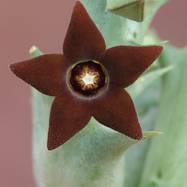 Orbea decaisneana (=Caralluma hesperidum) ORBEA (ОРБЕЯ)