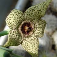 Orbea pulchella ORBEA (ОРБЕЯ)