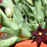 Orbea semitubiflora ORBEA (ОРБЕЯ)