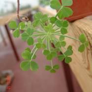 Oxalis succulenta Oxalis (Oxalidaceae)