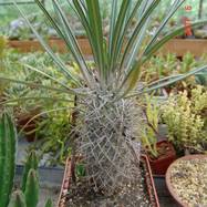 Pachypodium geayi Pachypodium (Apocynaceae)