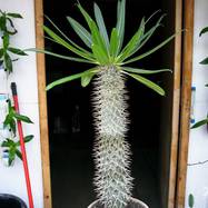 Pachypodium lamerey Pachypodium (Apocynaceae)