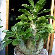 Pachypodium saundersii Pachypodium (Apocynaceae)