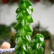 Peperomia columella Peperomia (Piperaceae)