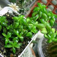 Peperomia galapagensis Peperomia (Piperaceae)