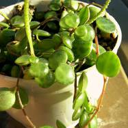 Peperomia rotundifolia Peperomia (Piperaceae)