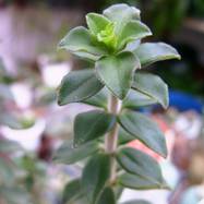 Peperomia sp. Peperomia (Piperaceae)