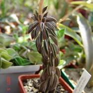 Peperomia wolfgang-krahnii Peperomia (Piperaceae)