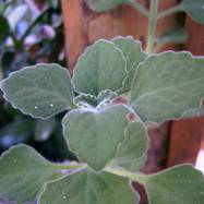 Plectranthus melissioides Plectranthus (Labiatae)