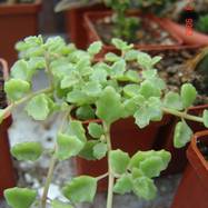 Plectranthus prostratus Plectranthus (Labiatae)