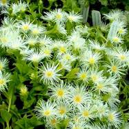 Sceletium tortuosum SCELETIUM (СЦЕЛЕЦИУМ)