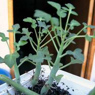 Senecio articulatus (L.f.) Sch.Bip. Senecio (Compositae)