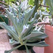 Senecio kleiniiformis Susseng. Senecio (Compositae)