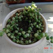 Senecio rowleyanus var.variegata  Senecio (Compositae)