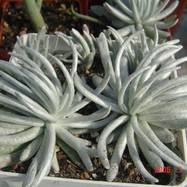 Senecio scaposus DC. Senecio (Compositae)